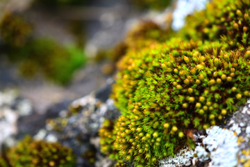 Tortula muralis, Polytrichum and Caloplaca thallincola mosses on the rock.