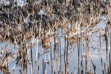 An otter builds a house on a pond.