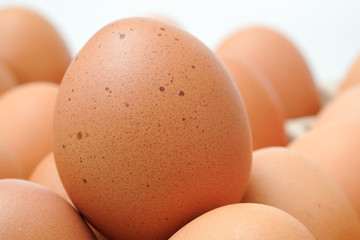 Brown chicken egges on white background.