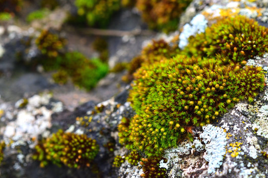 Tortula muralis, Polytrichum and Caloplaca thallincola mosses on the rock.