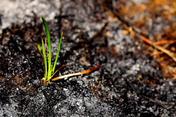 Sprout rises over burnt ground. Grass ash after wildfire. Recovery after massive crysis. Future resurrection. Copy space on the right.