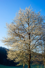 tree with white blossom in spring