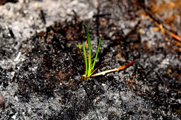 Sprout rises over burnt ground. Grass ash after arson. Recovery after massive crysis. Future...