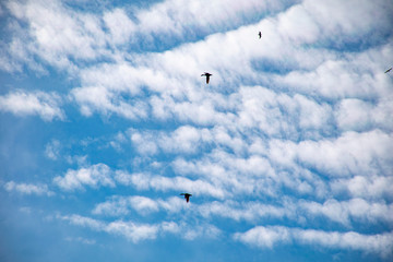 A flock of wild ducks flying through the sky.