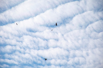 A flock of wild ducks flying through the sky.