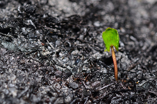 Sprout Rises Over Burnt Ground Close-up. Forest Ash After Wildfire. Recovery After Massive Crysis. Future Resurrection. Copy Space On The Left.