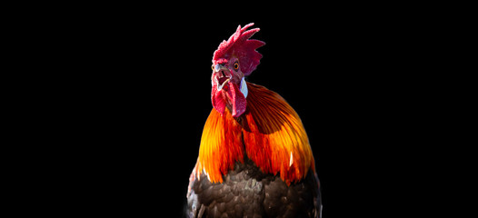 Close up of chicken head open mouth surprising emotion, Red rooster head, funny animals theme, isolated black background. © Kalyakan