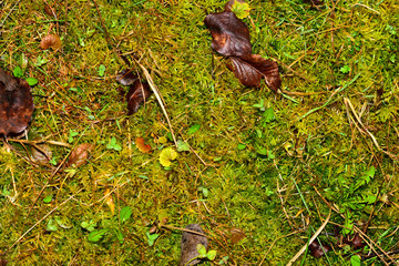 Pattern of garden ground. Wet grass and moss background. High humidity.