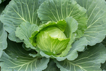 head of cabbage