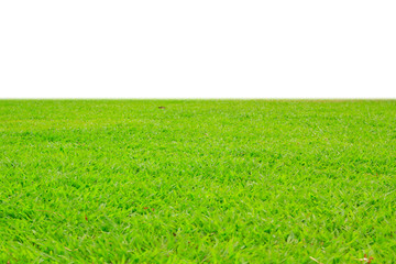 green grass field on white