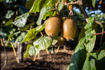 Cluster of kiwi fruits on the tree