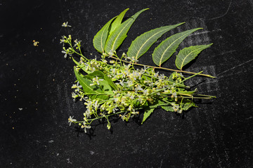 Obraz na płótnie Canvas ayurvedic herbs neem flowers and leaves on black background,selective focus on neem herbal