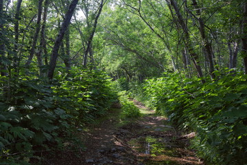 footpath in the forest