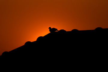 Obraz premium Silhouette bird on roof in the evening.