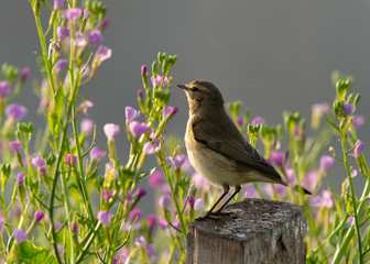 Common Chiffchaff perched on a wooden log with beautiful flowers backdrop at Buri farm, Bahrain