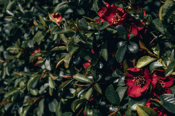 Obraz premium blooming wild shrub with red flowers and dark green leaves