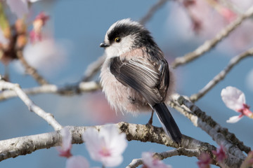 日本の野鳥