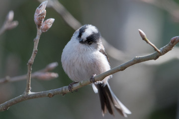 日本の野鳥
