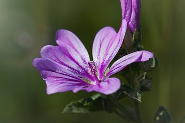 Spring Flower.  Extreme Close. Calandrinia Ciliata wildflower in bloom. Stock Image.