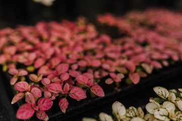 garden center with copy space