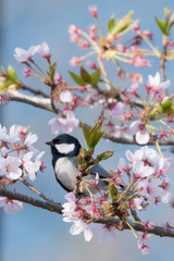 日本の野鳥
