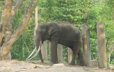 Fototapeta premium elephant in the zoo