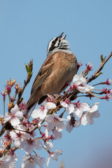 日本の野鳥