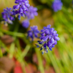 Grape hyacinth in the early spring sunshine