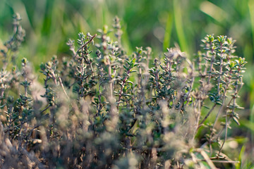 A low-growing aromatic shrub or semi-shrub of thyme or thyme. Beautiful photo of small leaves at sunset. Useful herb used in folk medicine and for giving flavor