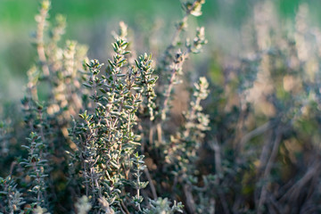 A low-growing aromatic shrub or semi-shrub of thyme or thyme. Beautiful photo of small leaves at sunset. Useful herb used in folk medicine and for giving flavor