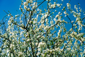 Branches of a tree in flowers weighing against the sky