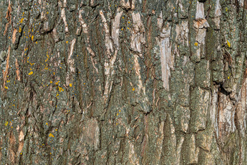 an old mossy tree bark texture