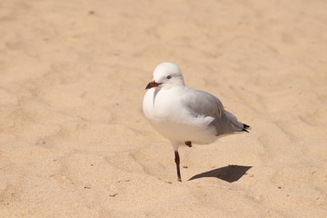 Lone Seagull at Bunbury Beach, typically waiting for me to feed her, I guess!