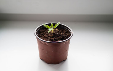 seedlings of vegetable plants stand on the windowsill before planting in the open ground