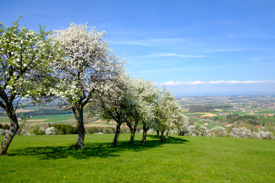 appel and pear trees in blossom in the austrian district mostviertel near st.michael