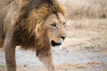 Obraz premium The king hunting in the Serengeti.