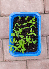 seedlings of vegetable plants stand on the windowsill before planting in the open ground