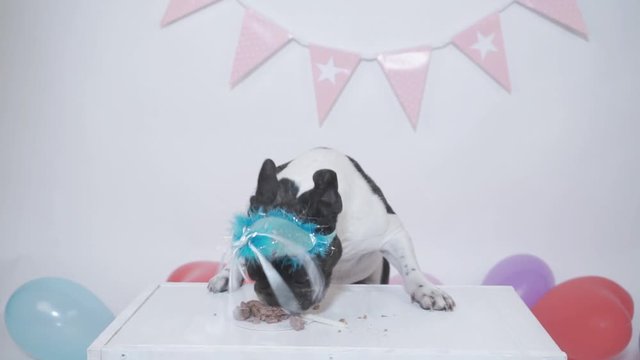 Funny dog birthday video - beautiful french bulldog eating meatloaf for his birthday on white background
