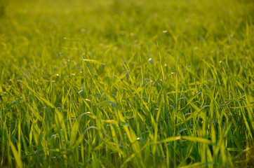 green grass texture in sunlight closeup natural background