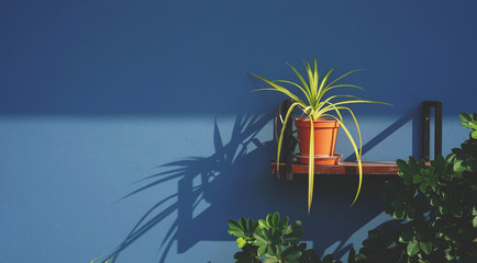 Pot of Golden Pandanus on the shelf with blue grey wall background - 337970558