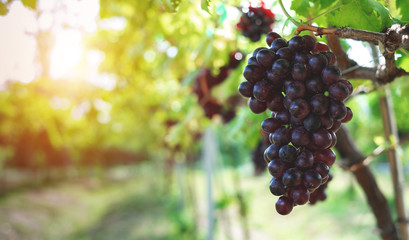 Ripe grapes hung on vineyards of grape trees. In the morning vineyard.