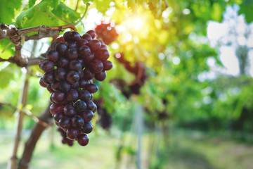 Ripe grapes hung on vineyards of grape trees. In the morning vineyard.