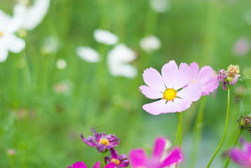 Soft pink pure blooming flowers in the colorful garden backgroud, nature emotional tone