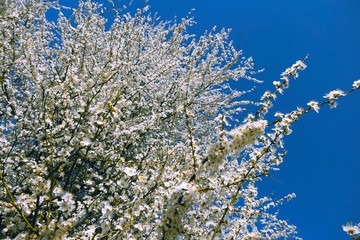 Białe kwitnące drzewo. Wiosna.  © Tomasz