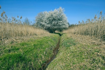 Białe kwitnące drzewo. Wiosna.  © Tomasz