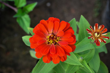 Colorful flower and vegetation during the spring season