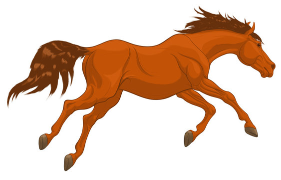 Running sorrel horse with long fluttering mane. Stallion lowered its head and galloping with legs stretched out. Vector clip art for equestrian goods.