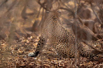 Leopard quietly sitting inside bushes and observing the surrounding for prey at tadoba Tiger Reserve, India
