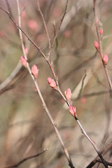 Pink leaves on a branch of a decorative shrub in early spring
