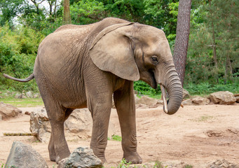 Fototapeta premium Eléphant d'Afrique
